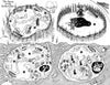 Fairyland + PDF